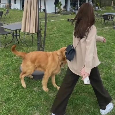 史酷比狗